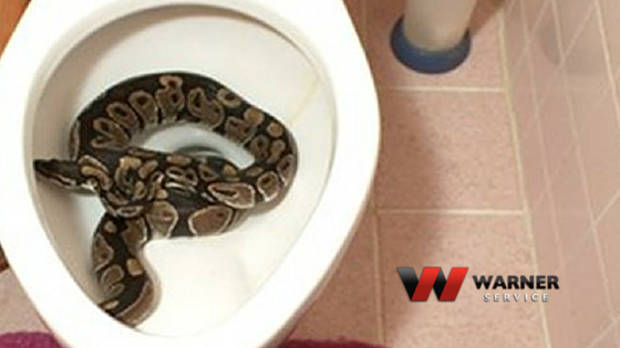 snakes found in toilets