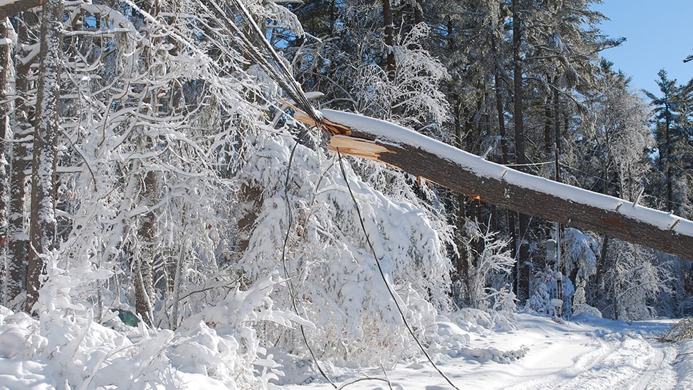 snow-fallen-tree