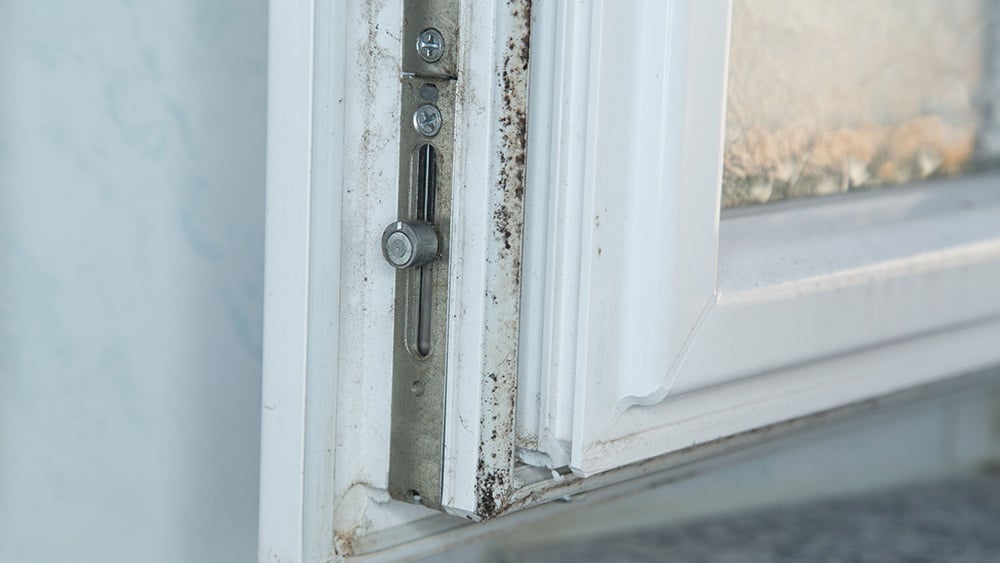 How to Clean Mold From Windows: Causes and Prevention Tips